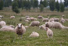 Muhulane hakkas hoiuala pärast lambaid pidama