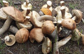 ФОТО читателя Delfi: Невероятно, но леса уже полны благородных грибов!