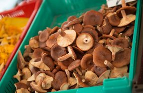 Миколог рассказал, почему старыми грибами можно отравиться