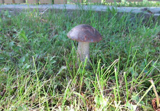 ФОТО читатель Delfi: На дачном участке вырос первый в этом году благородный гриб